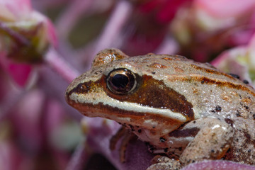 macrophotography of a small frog that sits on a flower petal