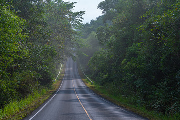 curve road in wild forest of Khao Yai National Park is the largest rainforest in Thailand. There are many waterfalls. .There are various wildlife and plant species.