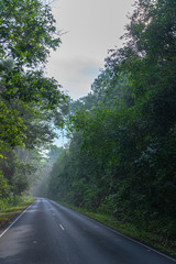 Fototapeta na wymiar curve road in wild forest of Khao Yai National Park is the largest rainforest in Thailand. There are many waterfalls. .There are various wildlife and plant species.