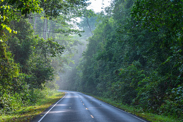 curve road in wild forest of Khao Yai National Park is the largest rainforest in Thailand. There are many waterfalls. .There are various wildlife and plant species.