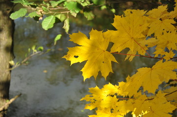 ż&oacute;łty jesienny liść