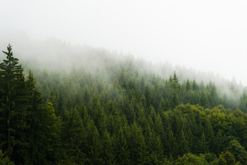 Forest in mountains of town Vsetin (CZ) with top of the trees covered in fog. Misty moody morning scenery.