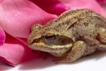 macrophotography of a small frog that sits on a flower petal