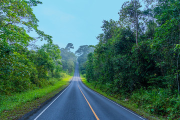 Fototapeta na wymiar curve road in wild forest of Khao Yai National Park is the largest rainforest in Thailand. There are many waterfalls. .There are various wildlife and plant species.