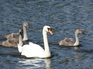 Swan and Cygnets