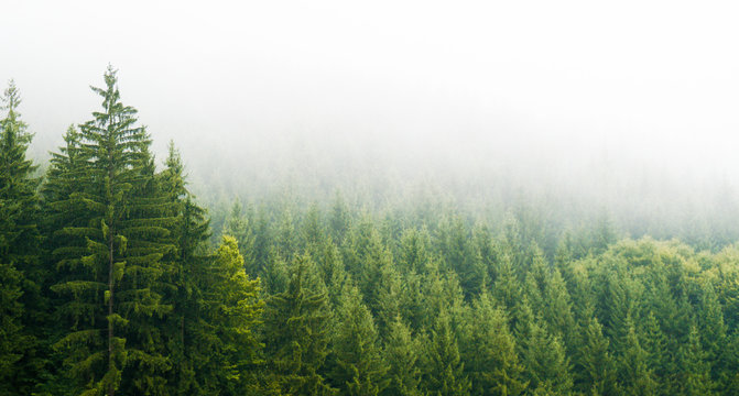 Misty forest covered in fog in the morning placed in mountains of Vsetin (Czech Republic). Landscape, moody forest scenery. Wide image.jpg