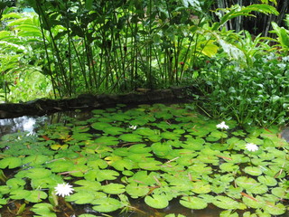 Tropical white sea roses