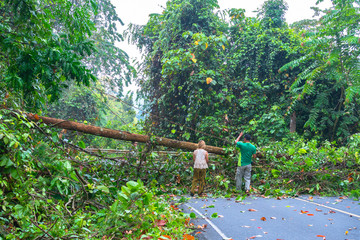 The fallen tree closed the road traffic.Forest officials helped each other to remove trees from the...
