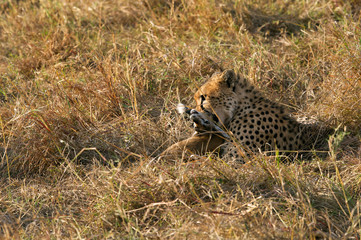 Cheetah holding a Thomson's Gazelle at Masai Mara, Kenya