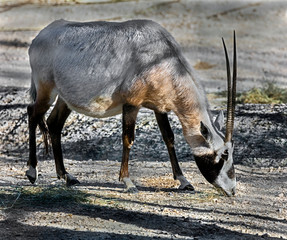 Arabian oryx also known as wnite oryx. Latin Name - Oryx leucoryx