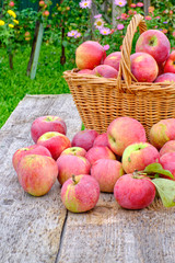 Fresh seasonal red apples with green leaves spilled out of the basket on the old wooden table