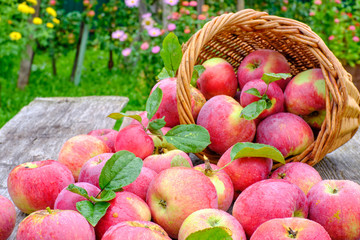 Fresh seasonal red apples with green leaves spilled out of the basket on the old wooden table