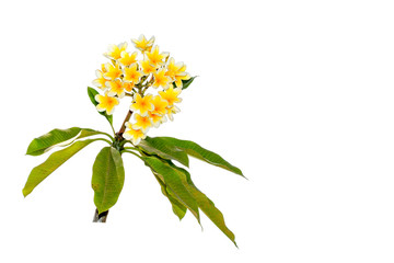 Plumeria Frangipani silk flowers Silk plumeria frangipani flowers isolated on white with copy space.
