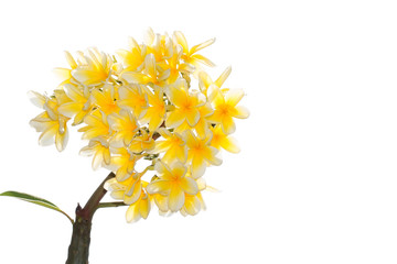 Plumeria Frangipani silk flowers Silk plumeria frangipani flowers isolated on white with copy space.