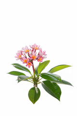 Plumeria Frangipani silk flowers Silk plumeria frangipani flowers isolated on white with copy space.