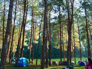 Camping and tent under the pine forest near the lake with beautiful sunlight in the morning
