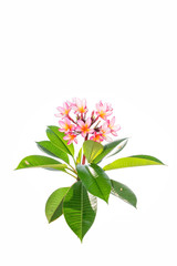 Plumeria Frangipani silk flowers Silk plumeria frangipani flowers isolated on white with copy space.