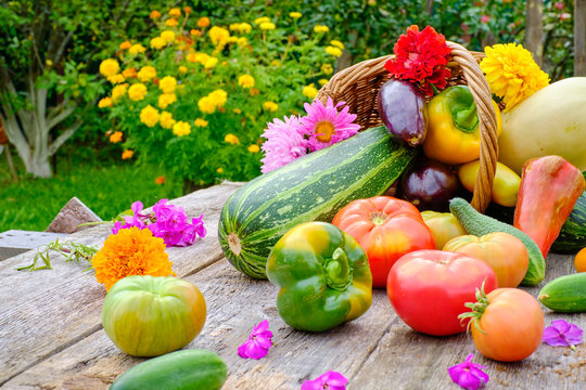 Still life of fruits and vegetables. Composition of squash, eggplant, tomato, cucumber, pepper carrots and potatoes lying in a basket on a wooden table.
