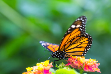Plakat The monarch butterfly or simply monarch (Danaus plexippus) on the flower garden.