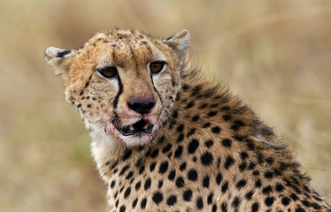 Cheetah after hunting a Thomson's Gazelle at Masai Mara, Kenya