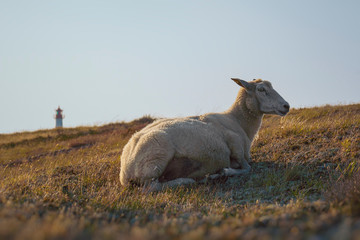 Fototapeta premium Sheep in warm evening light on the island Sylt, Germany