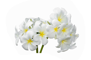 Plumeria Frangipani silk flowers Silk plumeria frangipani flowers isolated on white with copy space.