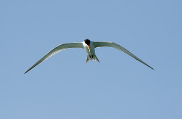 Lesser crested tern in flight, Bahrain