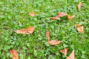 Dry leafs on grass.