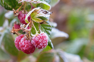 Raspberry live ripe, covered with hoarfrost