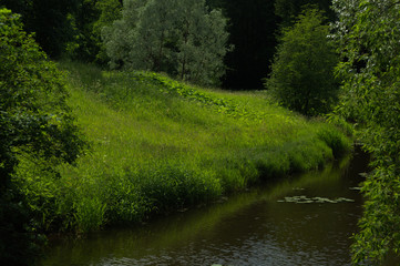 Creek in the forest. green landscape with a river