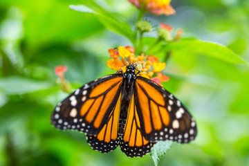 The monarch butterfly or simply monarch (Danaus plexippus) on the flower garden.