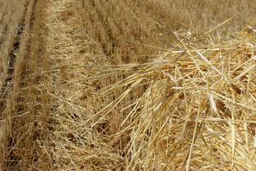 Abstract nature background. Straw texture, close up. stack of hay, close up.