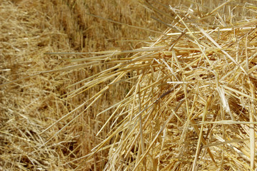 Abstract nature background. Straw texture, close up. stack of hay, close up.