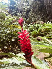 Wild ginger in red blossom