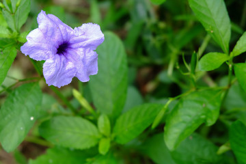 Ruellia tuberosa blossom close up. Close up purple flowers in the garden.