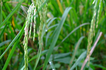 Close up of green rice in the field. Jasmine rice in Thailand. The branches of rice in the field.