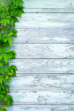 Background of old wooden wall with branches of vines from left side. Backdrop with copy space