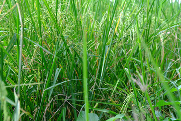 The branches of rice in the field. Close up of green rice in the field. Jasmine rice in Thailand. 	