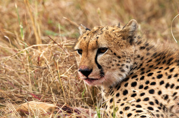 Obraz premium Closeup of a cheetah with blood stain on mouth while eating a kill. 