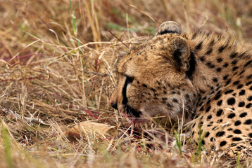 Closeup of a cheetah with blood stain on mouth while eating a kill. 