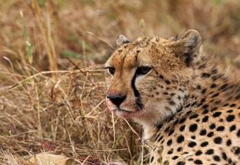 Closeup of a cheetah with blood stain on mouth while eating a kill. 