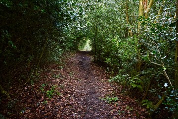 Down the wooded tunnel