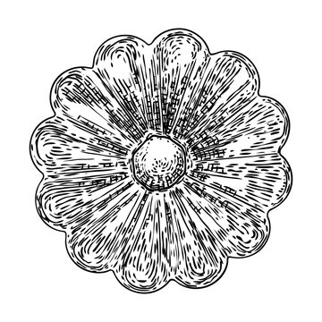 Fleuron Bilder – Durchsuchen 1,424 Archivfotos, Vektorgrafiken und ...