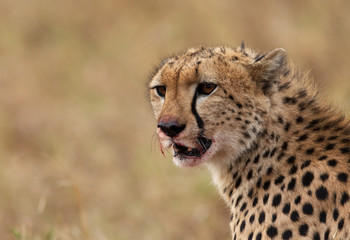 Closeup of a cheetah with blood stain on mouth while eating a kill. 