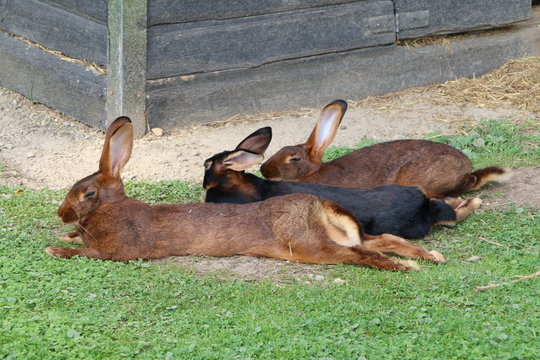Kaninchen-Haltung, Kaninchen artgerecht halten