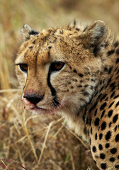 Closeup of a cheetah with blood stain on mouth while eating a kill. 