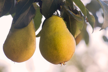 two yellow pears on a tree branch