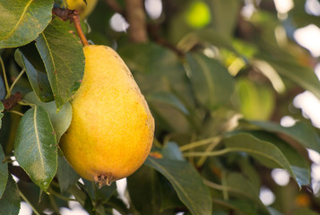 sweet yellow pear on a branch, tree