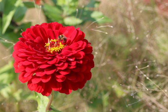 rote Zinnie (Zinnia elegans)