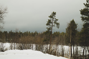 Winter forest. snow landscape with plants and trees